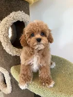 Marcin, a female Maltipoo for sale in San Gabriel, CA – Photo 4 of 5