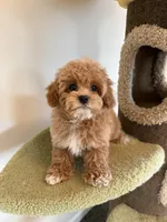 Marcin, a female Maltipoo for sale in San Gabriel, CA – Photo 2 of 5