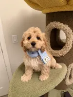 Joy, a female Cockapoo for sale in San Gabriel, CA – Photo 2 of 5