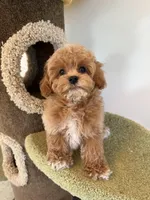 Marcin, a female Maltipoo for sale in San Gabriel, CA – Photo 5 of 5