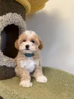 Joy, a female Maltipoo for sale in San Gabriel, CA – Photo 5 of 5