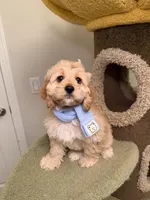 Joy, a female Cockapoo for sale in San Gabriel, CA – Photo 3 of 5