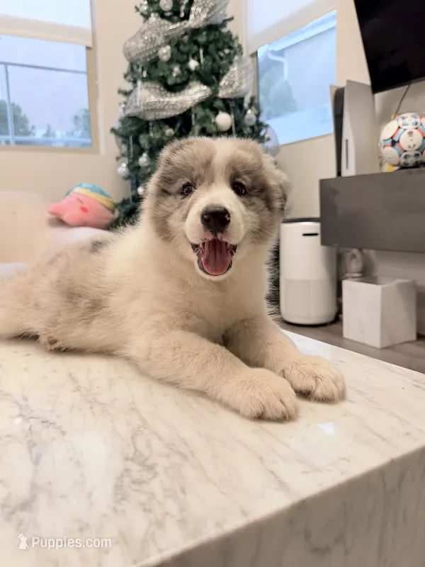 Cookie – Border Collie puppy for sale in San Gabriel, CA