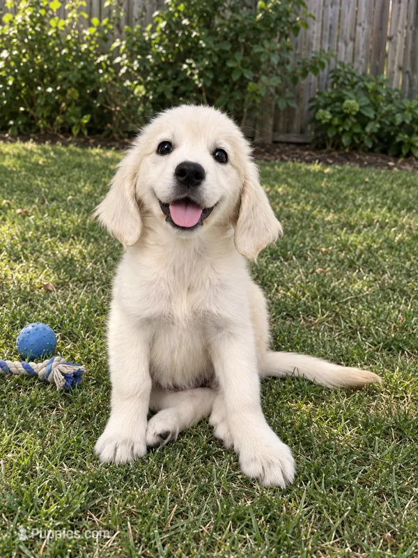 Chubby – Golden Retriever puppy for sale in San Gabriel, CA