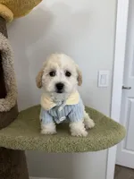Leo, a male Maltipoo for sale in San Gabriel, CA – 3 of 7