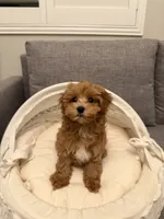 Aurora, a female Maltipoo for sale in San Gabriel, CA – 1 of 4