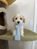 Lemon, a male Maltipoo for sale in San Gabriel, CA – 6 of 6
