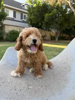 Tommy, a male Bichpoo for sale in San Gabriel, CA – 2 of 4