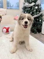Cookie, a male Border Collie for sale in San Gabriel, CA – 5 of 6