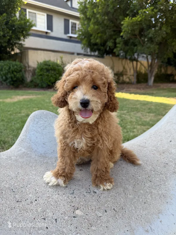 Tommy – Bichpoo puppy for sale in San Gabriel, CA