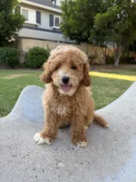 Tommy, a male Bichpoo for sale in San Gabriel, CA – 1 of 4
