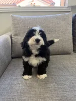 Panda, a male Miniature Bernedoodle for sale in San Gabriel, CA – 4 of 4