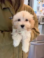 Bella, a female Maltipoo for sale in San Gabriel, CA – 1 of 2