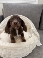 Kiki, a female Miniature Dachshund for sale in San Gabriel, CA – 3 of 7