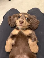 Ivy, a female Miniature Dachshund for sale in San Gabriel, CA – 5 of 6