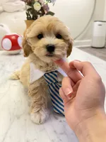 Chubby, a male Maltipoo for sale in San Gabriel, CA – 4 of 4