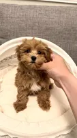 Aurora, a female Maltipoo for sale in San Gabriel, CA – 2 of 4