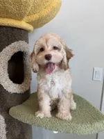 Kawaii, a female Cockapoo for sale in San Gabriel, CA – 5 of 5