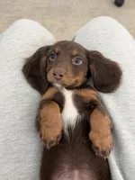 Kiki, a female Miniature Dachshund for sale in San Gabriel, CA – 6 of 7