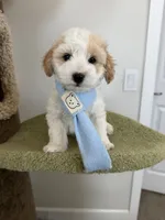 Lemon, a male Maltipoo for sale in San Gabriel, CA – 4 of 6