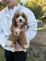Chubby, a male Cavapoo for sale in San Gabriel, CA – 5 of 5