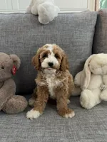 Tiffany, a female Cavapoo for sale in San Gabriel, CA – 2 of 4