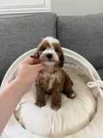 Puff, a male Cavapoo for sale in San Gabriel, CA – 4 of 4