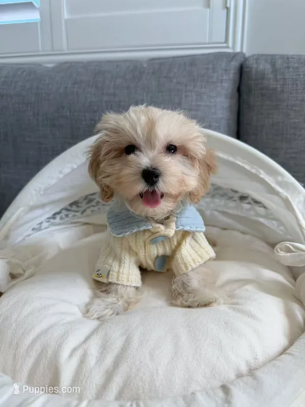 Bella – Maltipoo puppy for sale in San Gabriel, CA