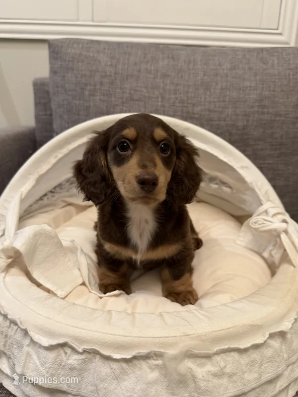Ivy – Miniature Dachshund puppy for sale in San Gabriel, CA