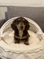 Ivy, a female Miniature Dachshund for sale in San Gabriel, CA – 4 of 6
