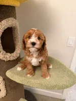 Cookie, a male Cavapoo for sale in San Gabriel, CA – 4 of 5