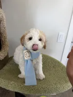 Lemon, a male Maltipoo for sale in San Gabriel, CA – 3 of 6