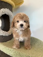 Cris, a male Maltipoo for sale in San Gabriel, CA – Photo 5 of 5