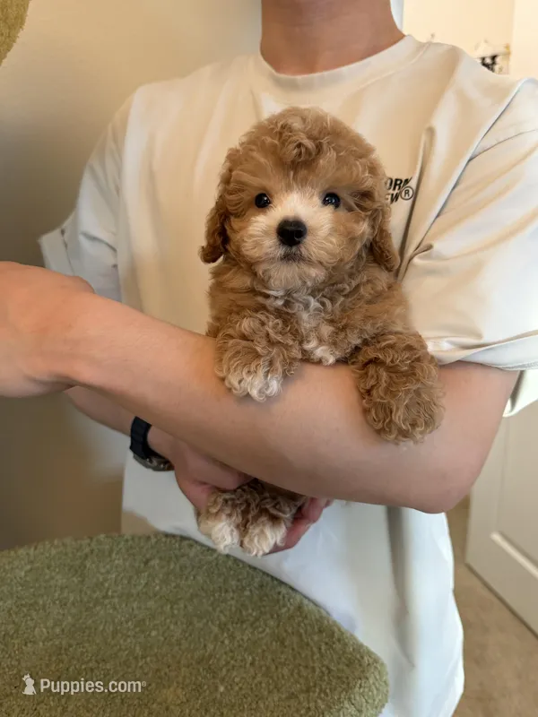 Cris – Maltipoo puppy for sale in San Gabriel, CA