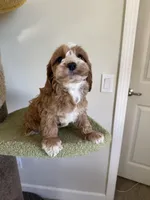 Clare, a female Cockapoo for sale in San Gabriel, CA – Photo 4 of 4