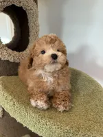 Cris, a male Maltipoo for sale in San Gabriel, CA – Photo 2 of 5