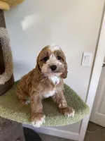 Clare, a female Cockapoo for sale in San Gabriel, CA – Photo 2 of 4