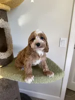 Clare, a female Cockapoo for sale in San Gabriel, CA – Photo 3 of 4