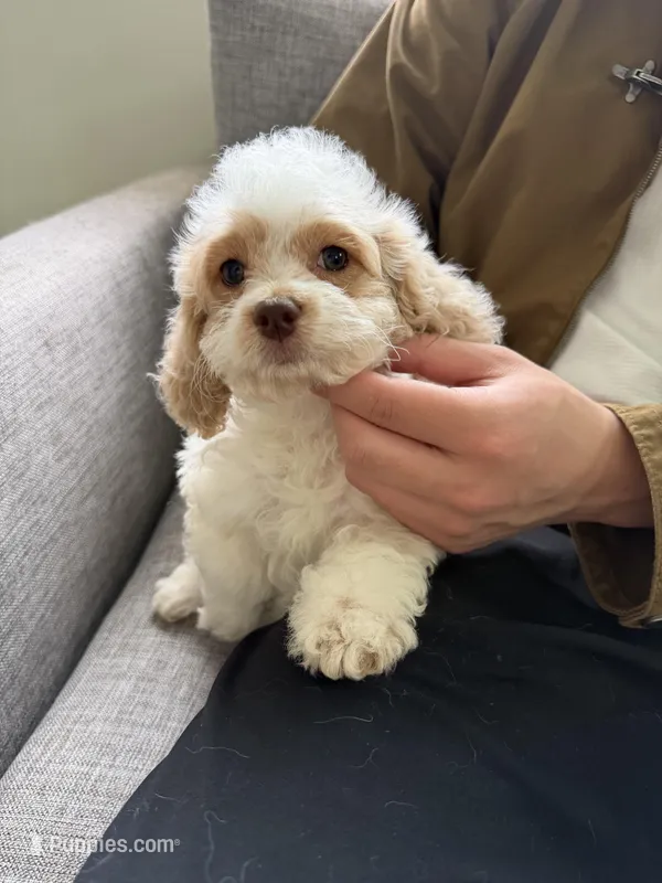 Clare – Cockapoo puppy for sale in San Gabriel, CA