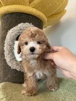 Cris, a male Maltipoo for sale in San Gabriel, CA – Photo 3 of 5