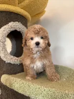 Cris, a male Maltipoo for sale in San Gabriel, CA – Photo 4 of 5