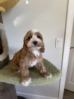 Clare, a female Cockapoo for sale in San Gabriel, CA – Photo 1 of 4