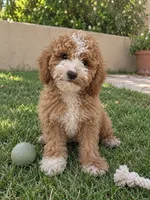 Chubby, a female Cavapoo for sale in San Gabriel, CA – 3 of 3