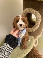 processed/bc533024-4f6a-4b62-9f01-5c95fae61cd5/listing/717abe66-ac31-4033-a628-5b074015bf05/33eccff6-3341-4eea-b26c-c66c0ea73798