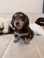 Milo, a male Miniature Dachshund for sale in San Gabriel, CA – Photo 2 of 3