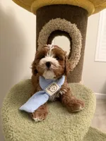 processed/bc533024-4f6a-4b62-9f01-5c95fae61cd5/listing/717abe66-ac31-4033-a628-5b074015bf05/c634b9f0-25f2-4e8c-9cfd-12f59f0d8c03