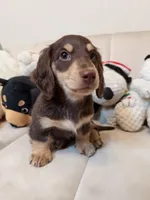 Milo, a male Miniature Dachshund for sale in San Gabriel, CA – Photo 3 of 3