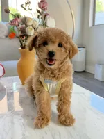 Toby, a female Maltipoo for sale in San Gabriel, CA – 2 of 4