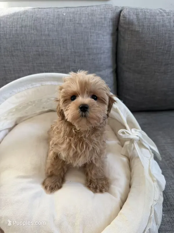 Clare – Maltipoo puppy for sale in San Gabriel, CA