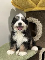Mini Doodle, a male Miniature Bernedoodle for sale in San Gabriel, CA – Photo 1 of 2